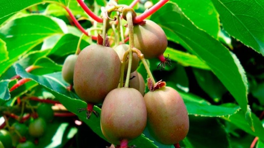 Актинидия аргута Ананасная (Ananasnaya)