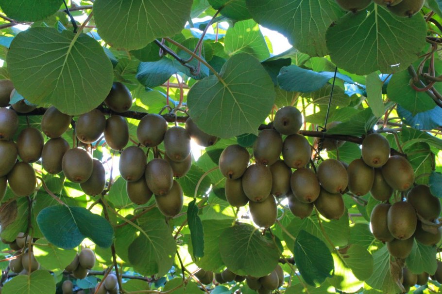 Актинидия аргута джамбо