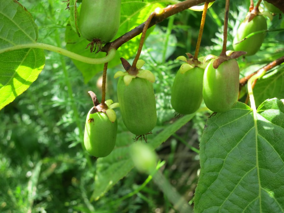 Актинидия коломикта (Actinidia kolomikta)