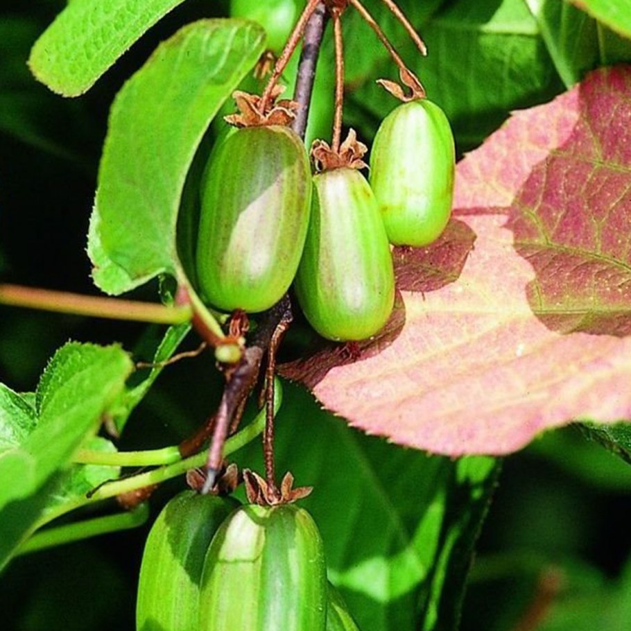 Актинидия маньчжурская