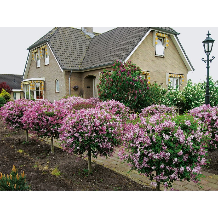 Сад на участке