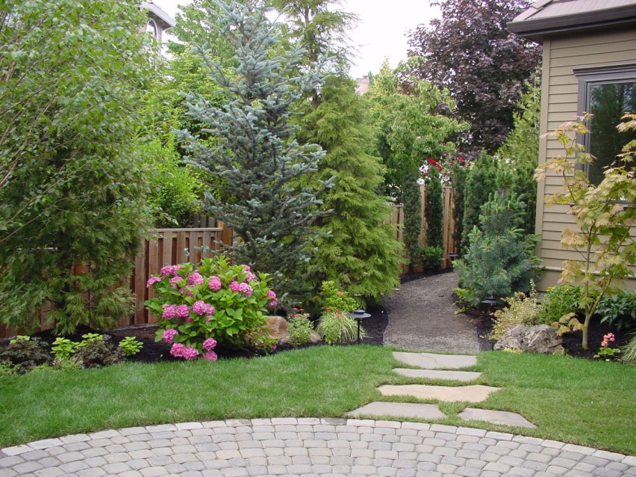 Спирея Голден принцесс бордюр