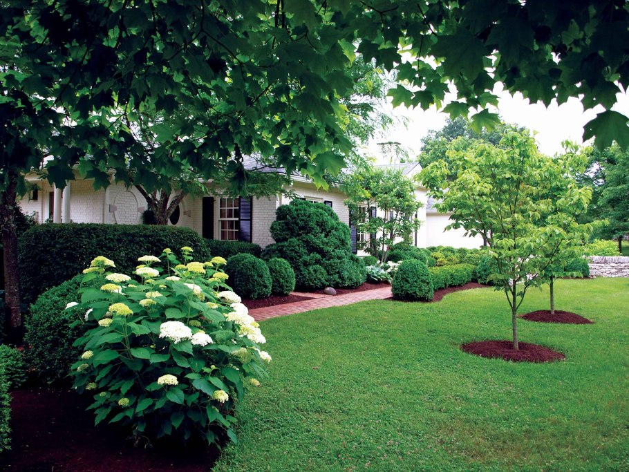 Штамбовая гортензия метельчатая