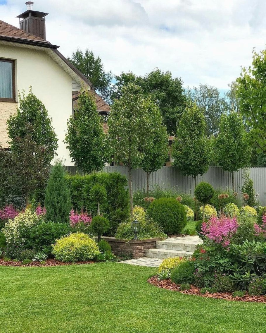 Плетистая роза в палисаднике