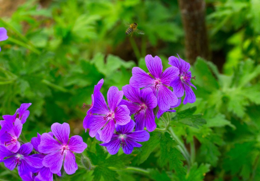 Герань Луговая Сплиш Сплэш (Geranium pratense Splish Splash)