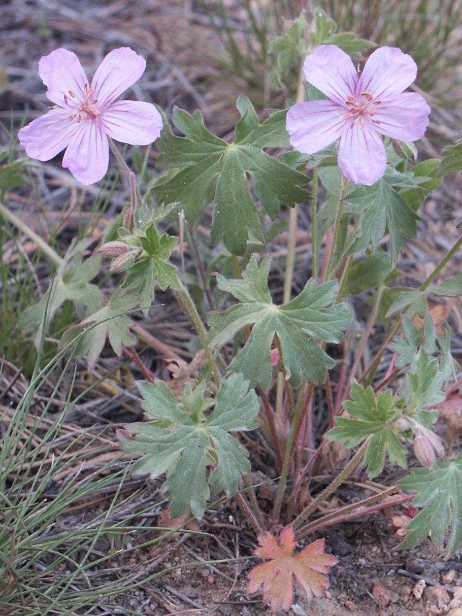 Geranium sylvaticum