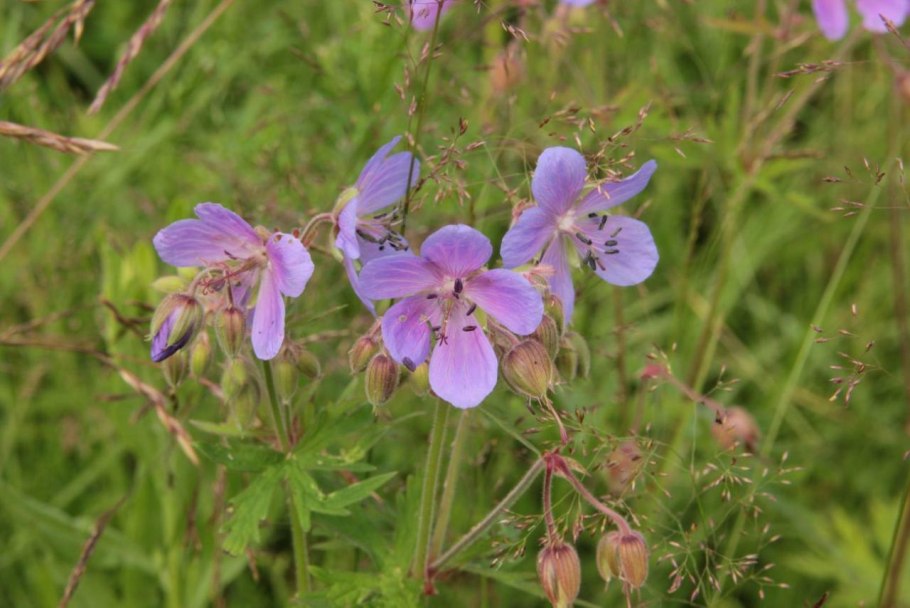 Geranium pratense l.