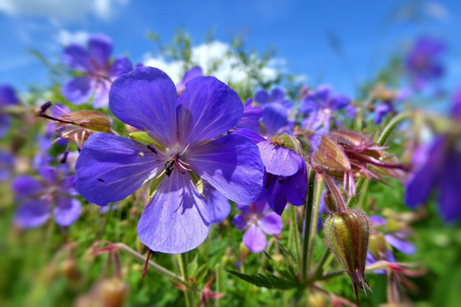 Герань Луговая Geranium pratense ‘Summer Skies’