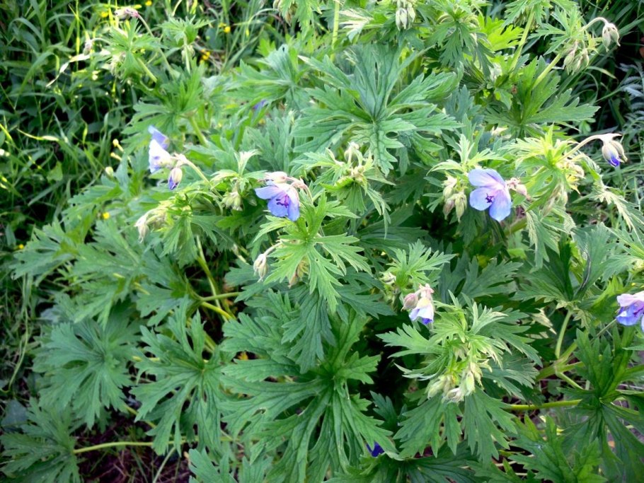 Герань Лесная (Geranium sylvaticum)