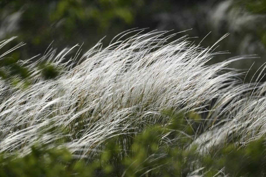 Ковыль Сырейщикова Stipa syreistschikowii