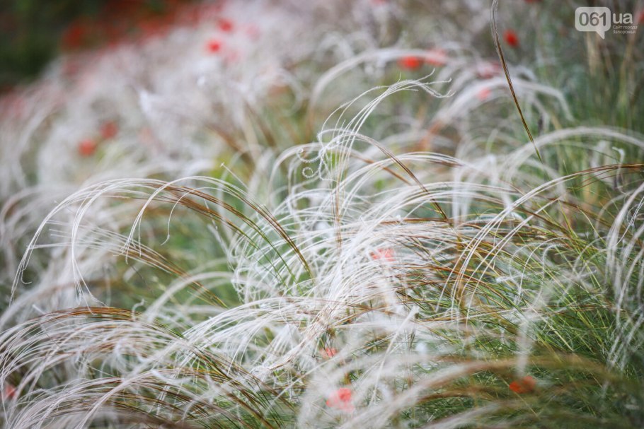 Ковыль перистый (Stipa pennata)