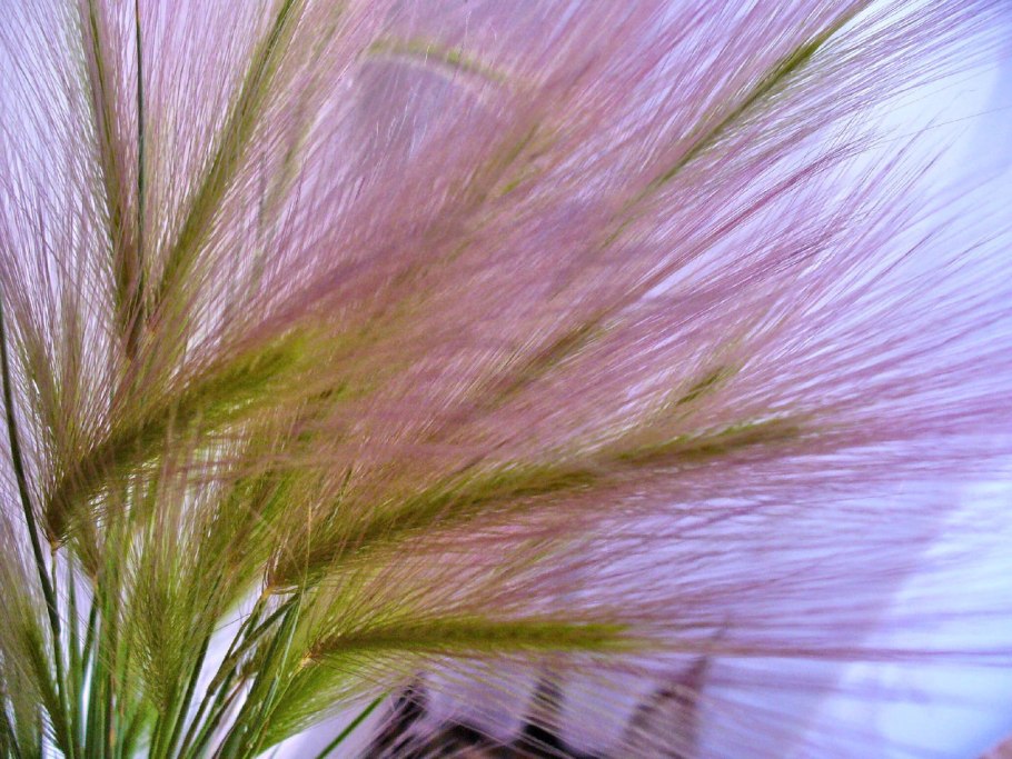 Ячмень гривастый