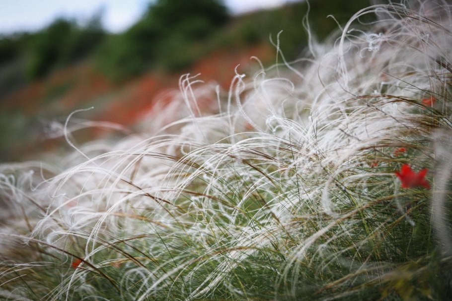Ковыль перистый (Stipa pennata l.)