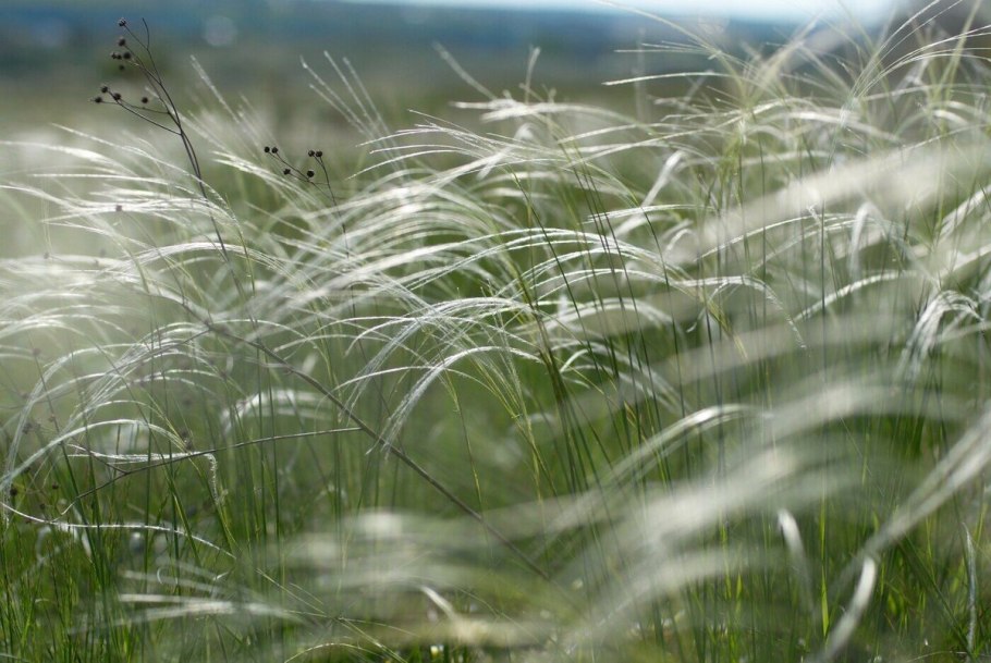 Куликово поле ковыль