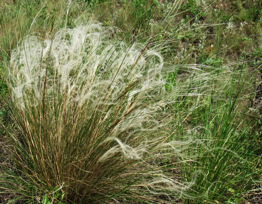 Ковыль (Stipa)