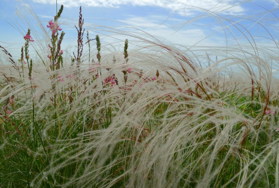 Ковыль перистый (Stipa pennata)
