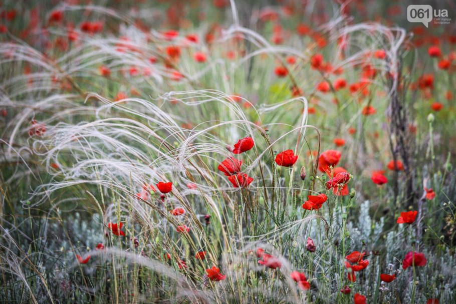 Ковыль перистый (Stipa pennata) семян