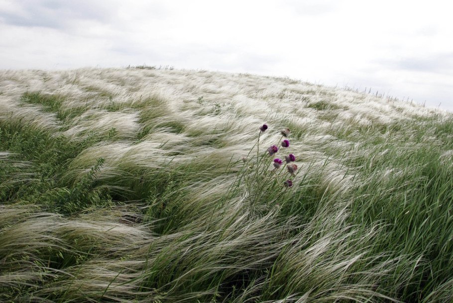 Ковыль перистый сухоцвет