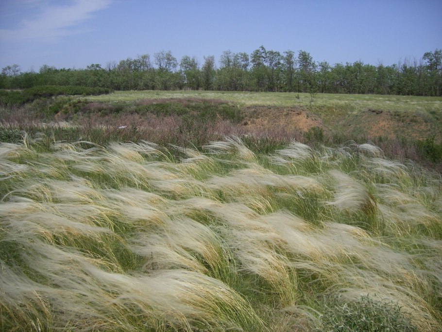 Мискантус китайский 'Blondo'