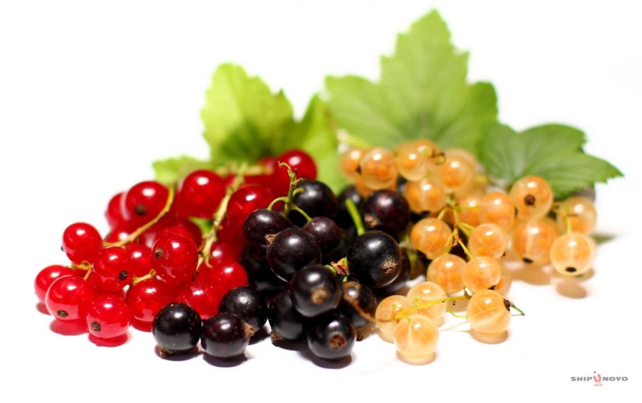 1 Ягода черная смородина