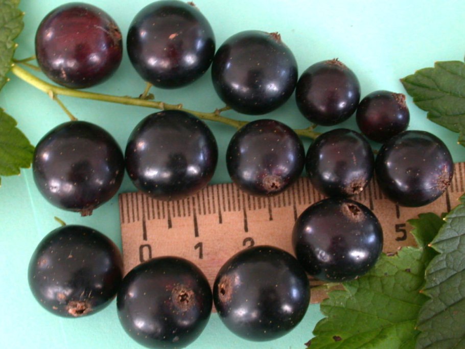 Черная смородина в корзине