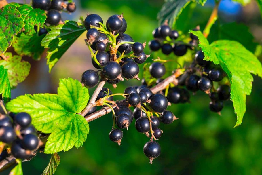 Смородина репис