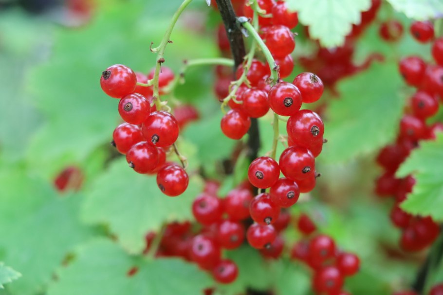 Смородина Селеченская