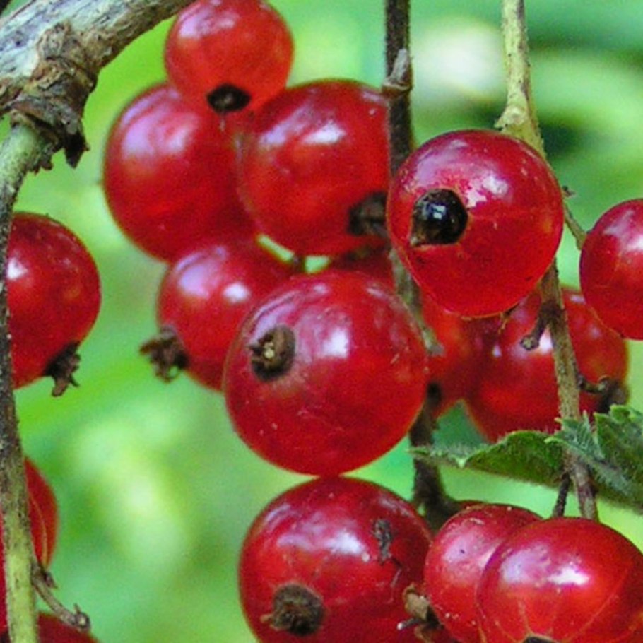 Бен ломонд смородина