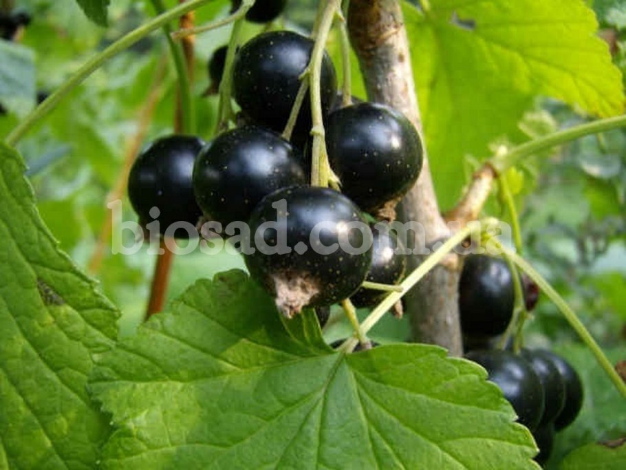 Смородина чёрная