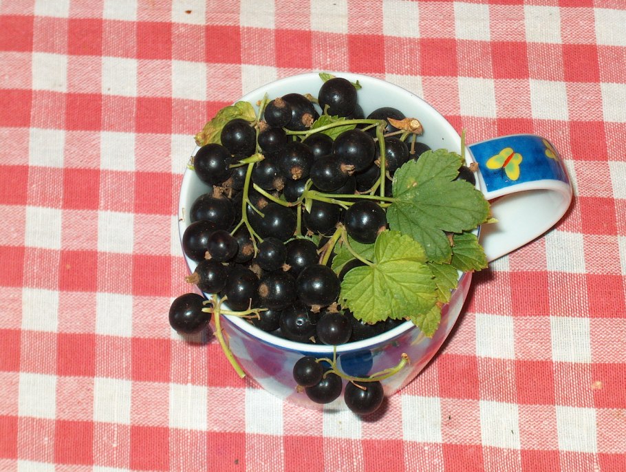 Смородина черная сахарная Обыкновенное чудо