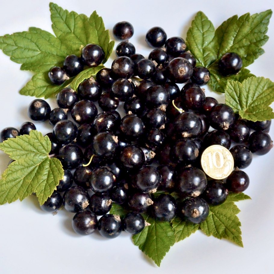 Смородина черная Нара