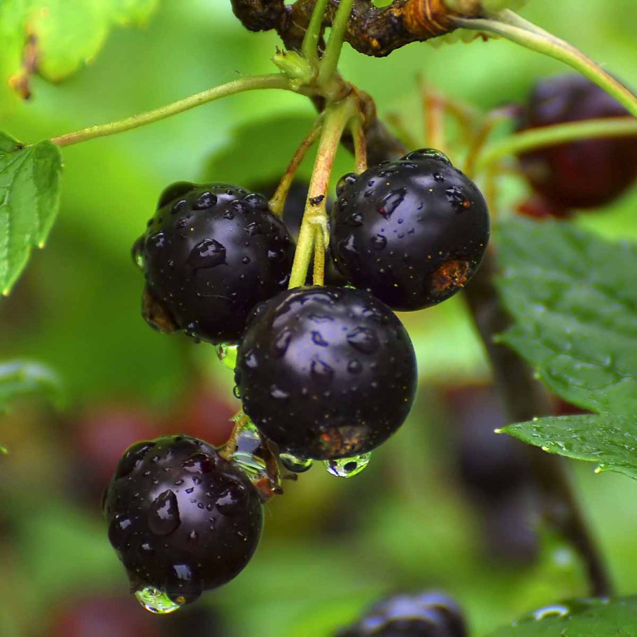 Смородина Дачница