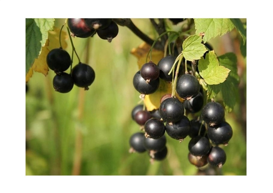 Смородина черная "черный жемчуг" (2-4 ветки)