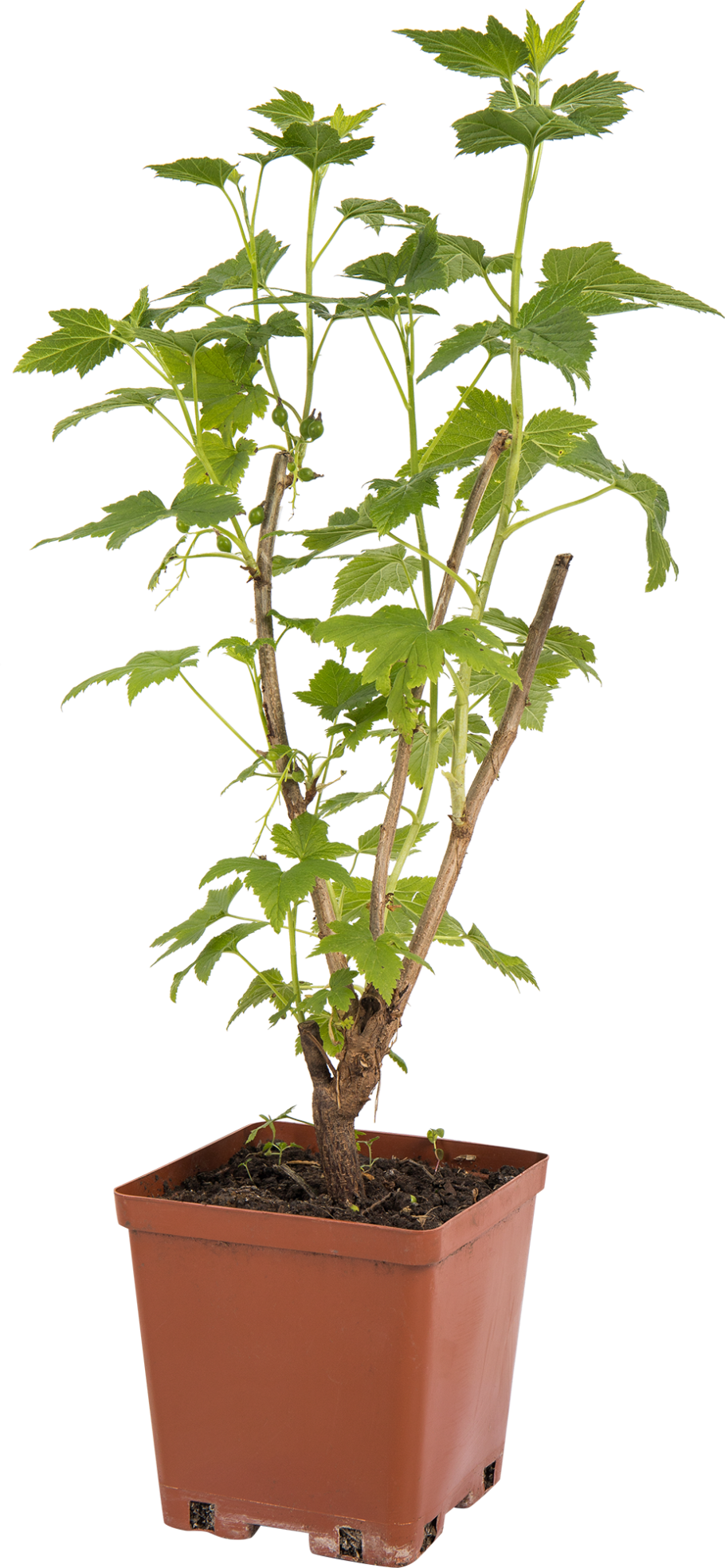 Смородина черная – ribes nigrum