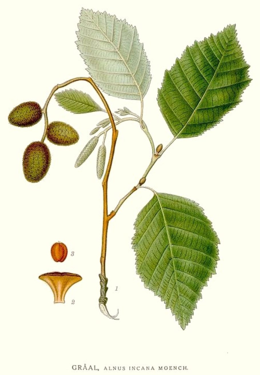 Ольха клейкая — Alnus glutinosa (l.) Gaertn.