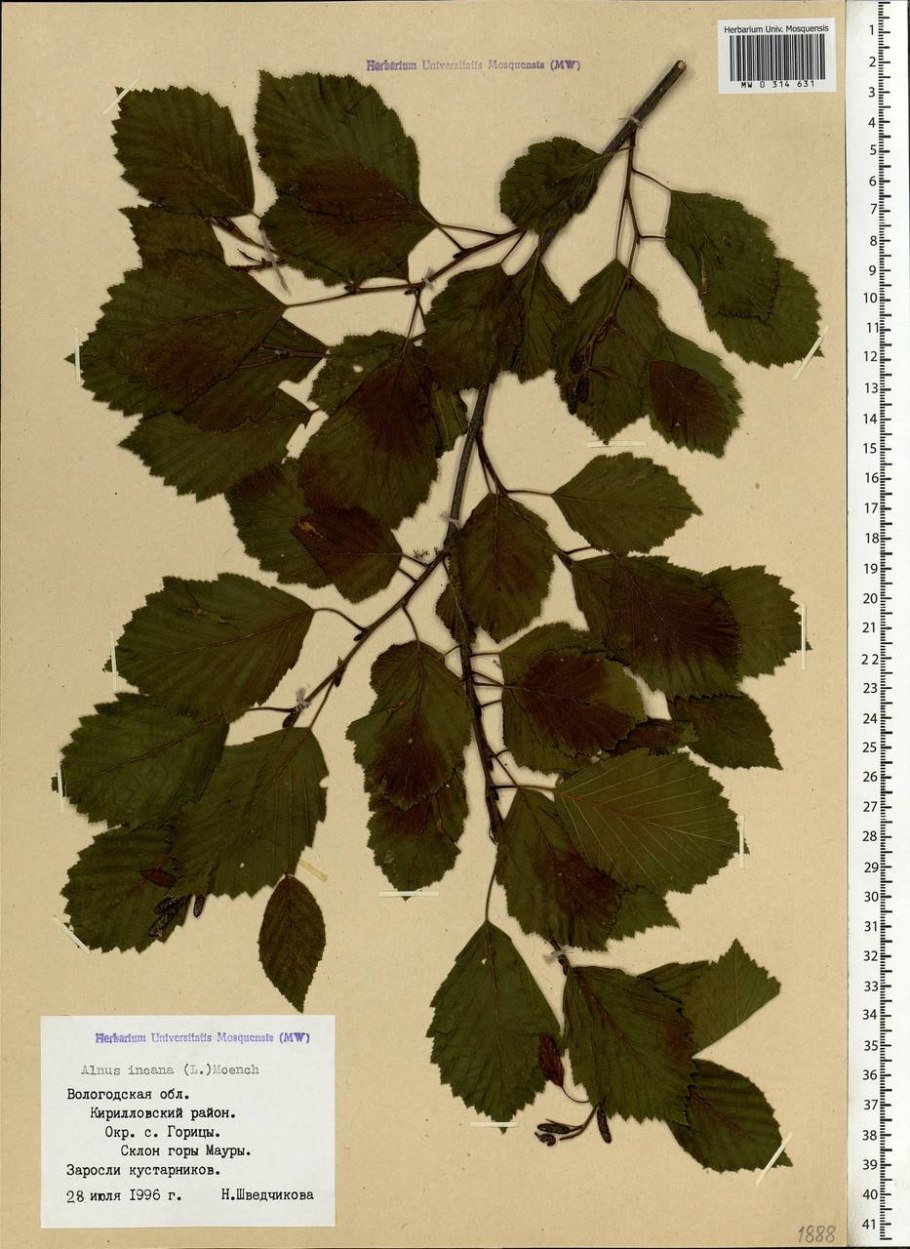 Ольха карандашом