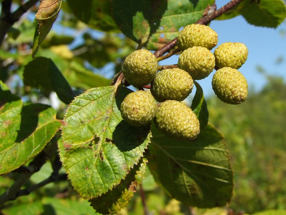 Alnus japonica зимостойкость