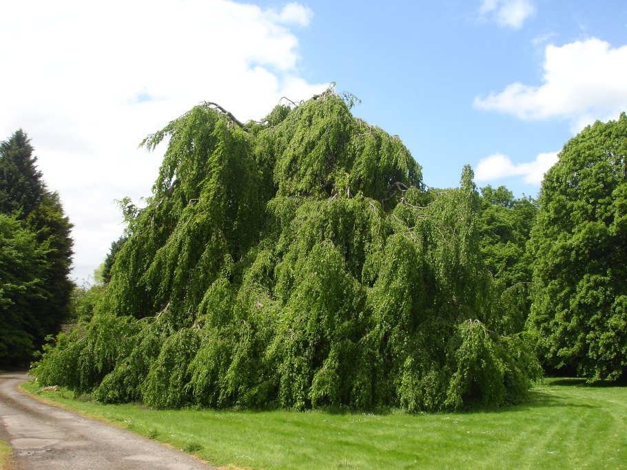 Черная ольха Ботаническая иллюстрация