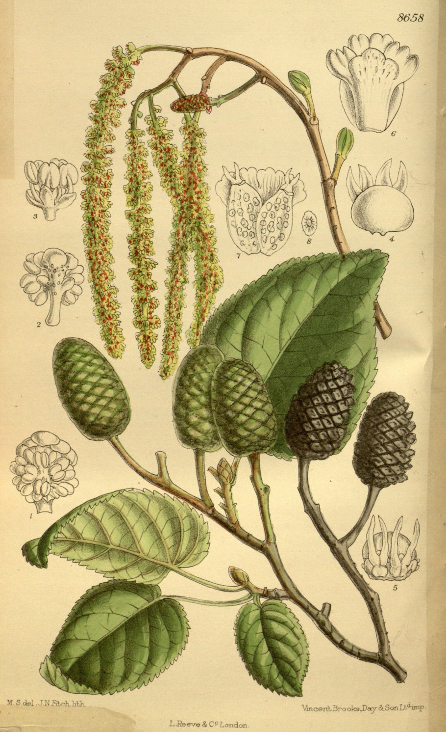 Ольха серая Alnus incana