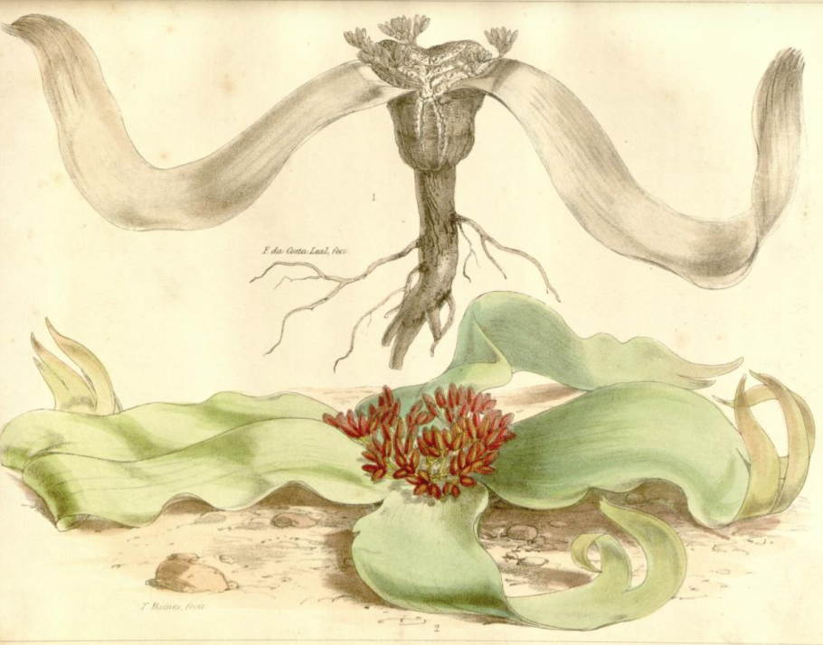 Вельвичия удивительная (Welwitschia Mirabilis)