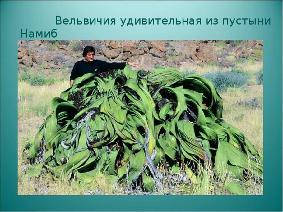 Голосеменные вельвичия