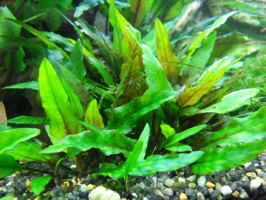 Криптокорина albida