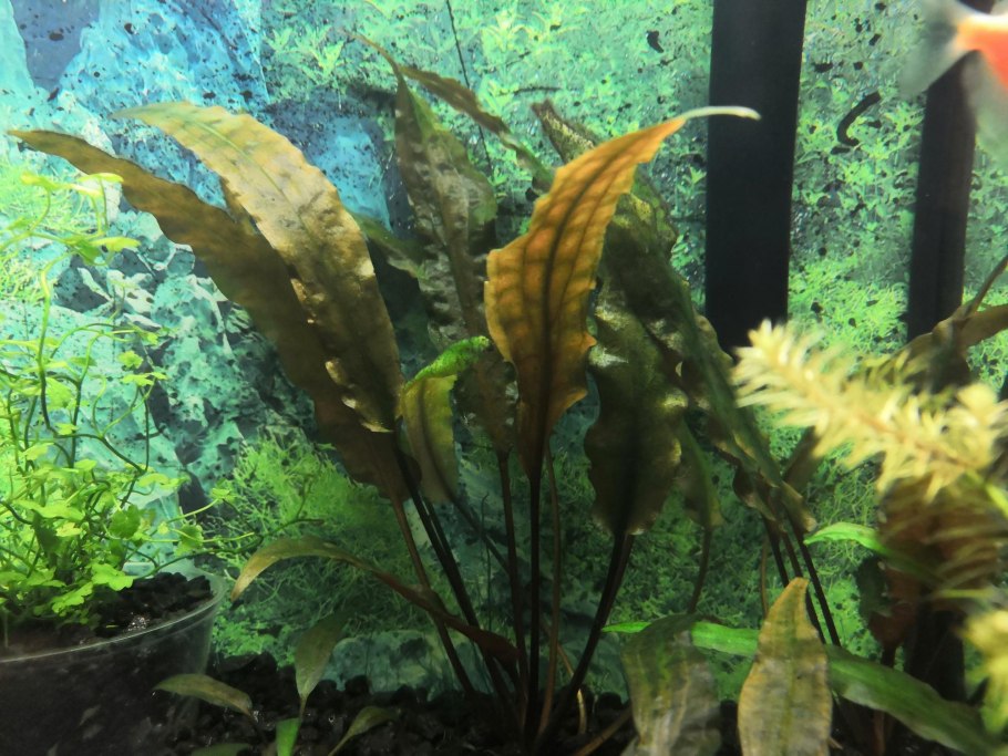 Криптокорина пурпурная Cryptocoryne purpurea