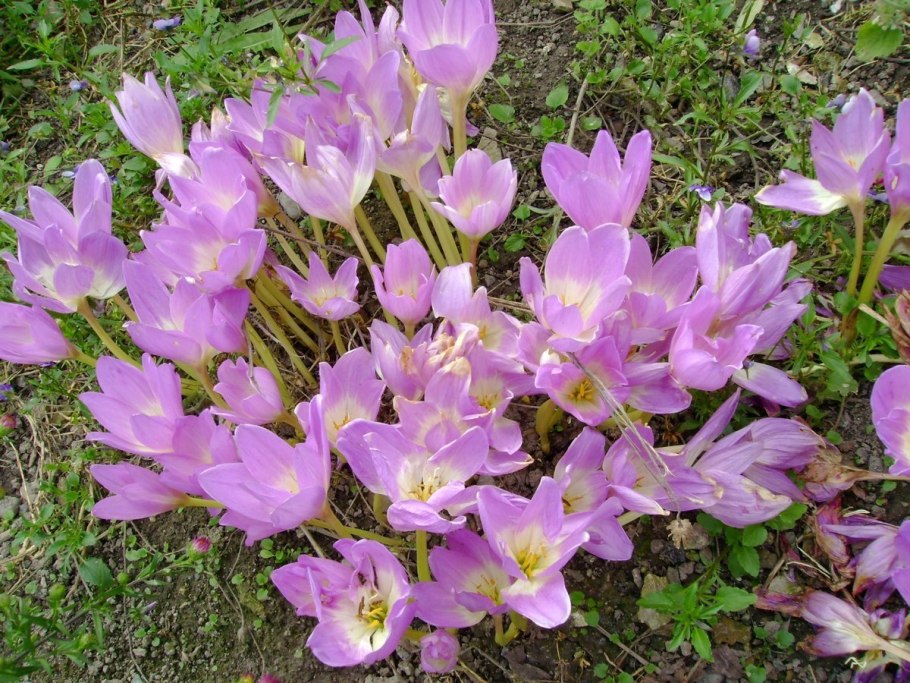 Колхикум безвременник