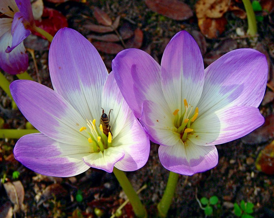 Colchicum Atticum