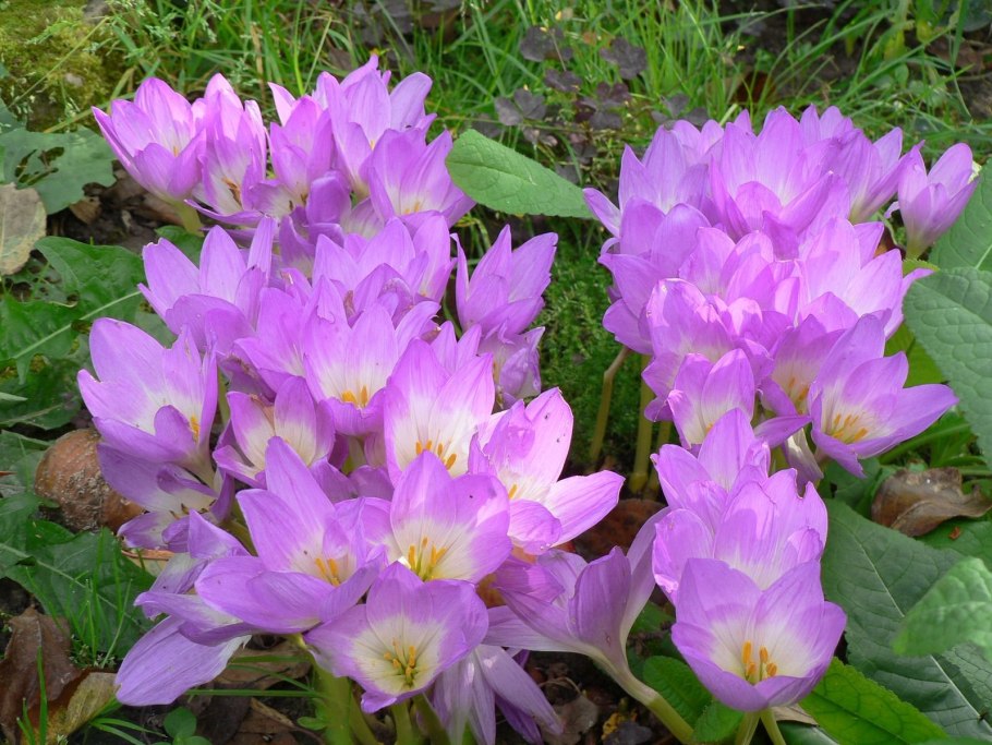 Безвременник анкарский