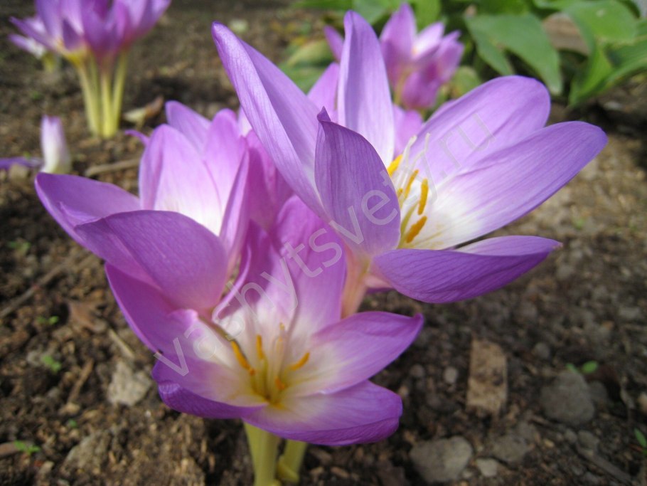 Колхикум безвременник осенний