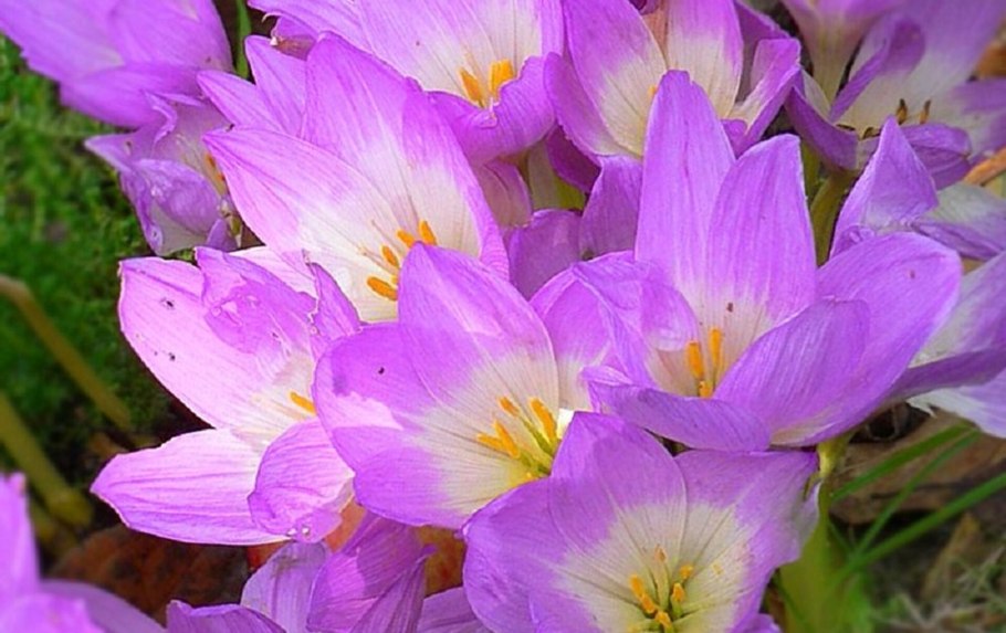 Безвременник луковицы