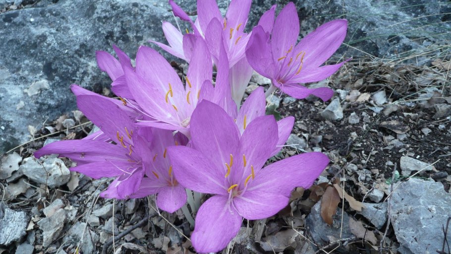 Безвременник Сибторпа sibthorpii