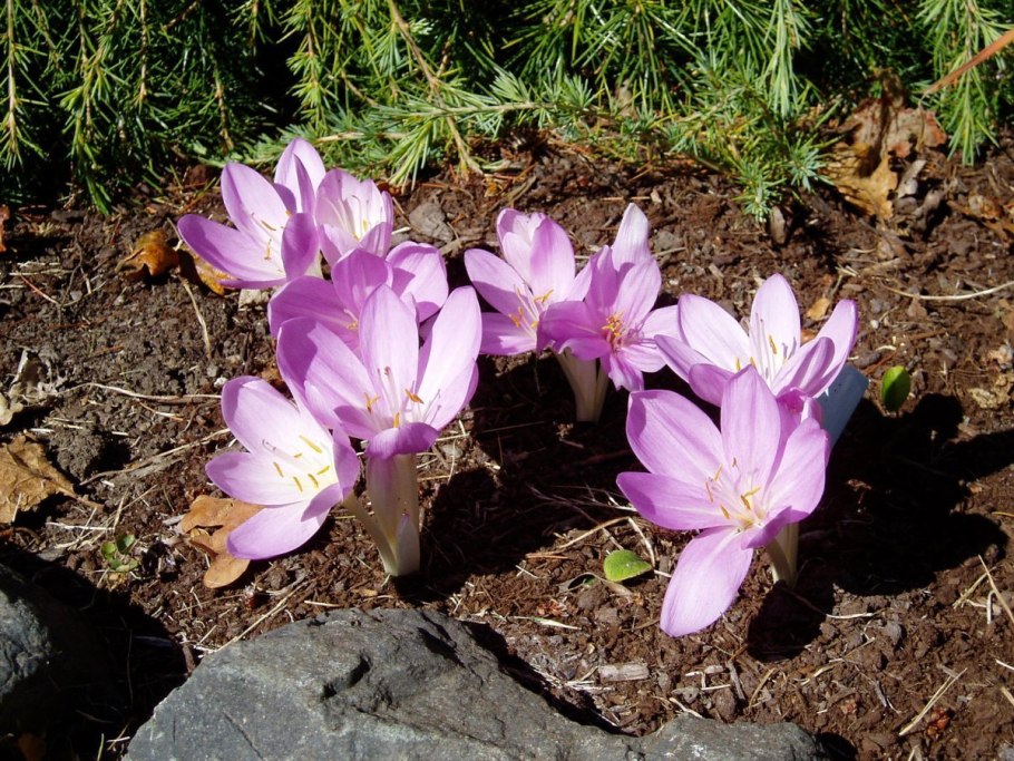 Безвременник венгерский Colchicum Hungaricum Valentine